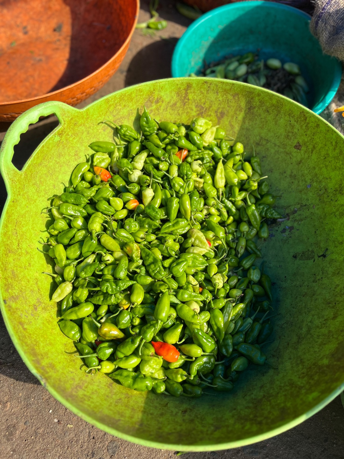 Fresh green chillies used in TAILS