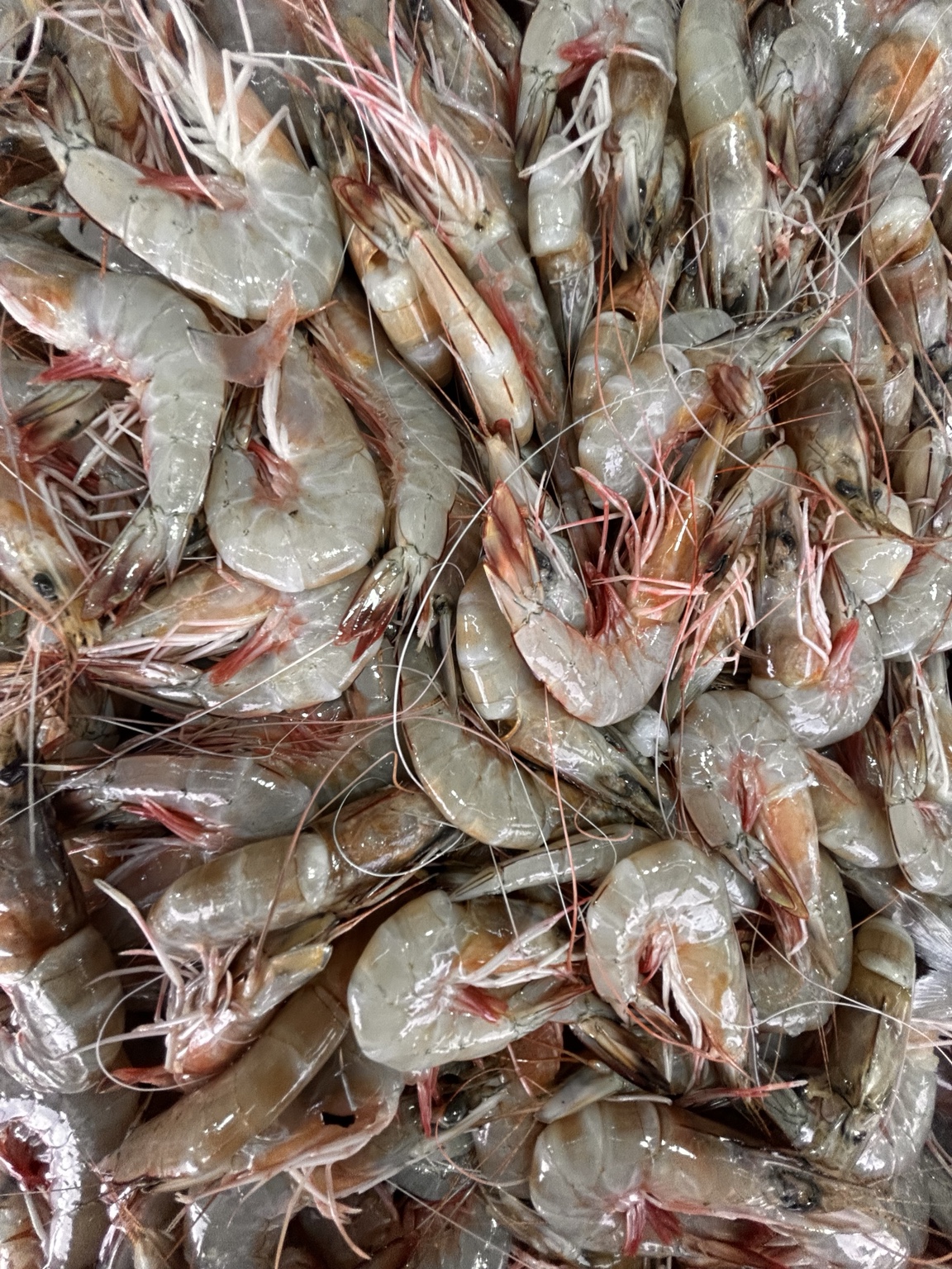 Fresh prawns